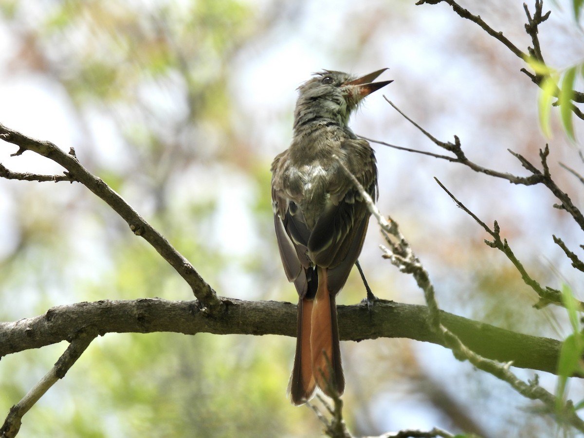 Ash-throated Flycatcher - ML622581010