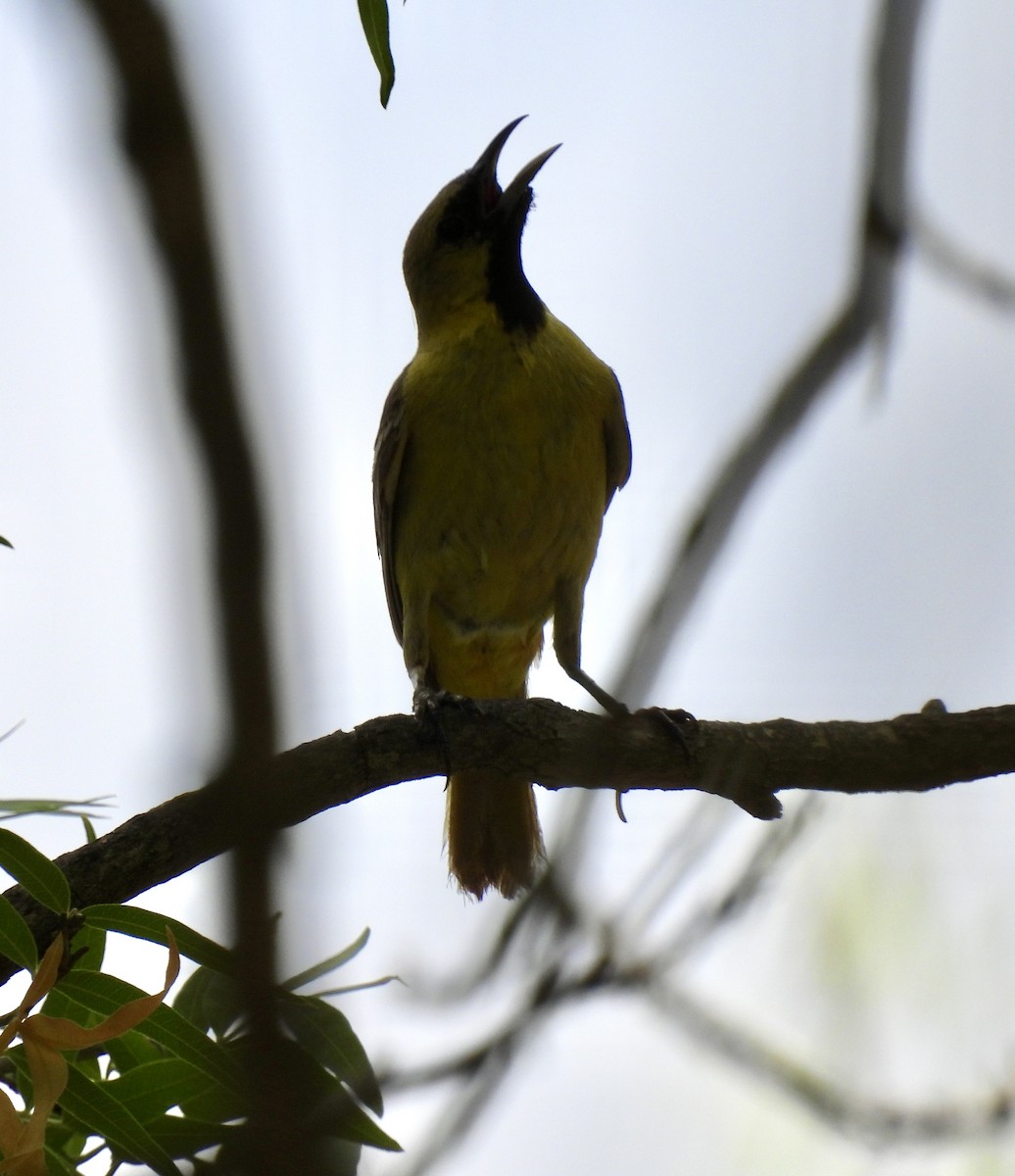 Orchard Oriole - ML622581016