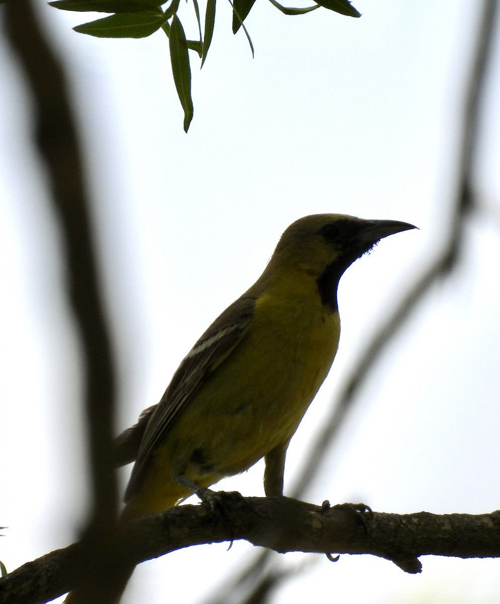 Orchard Oriole - ML622581017