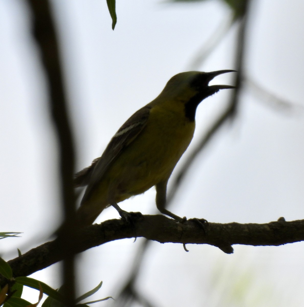 Orchard Oriole - ML622581018