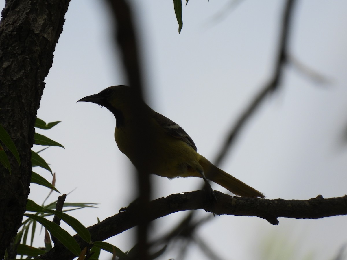 Orchard Oriole - ML622581019