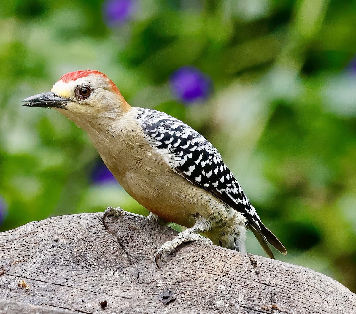 Red-crowned Woodpecker - ML622581038