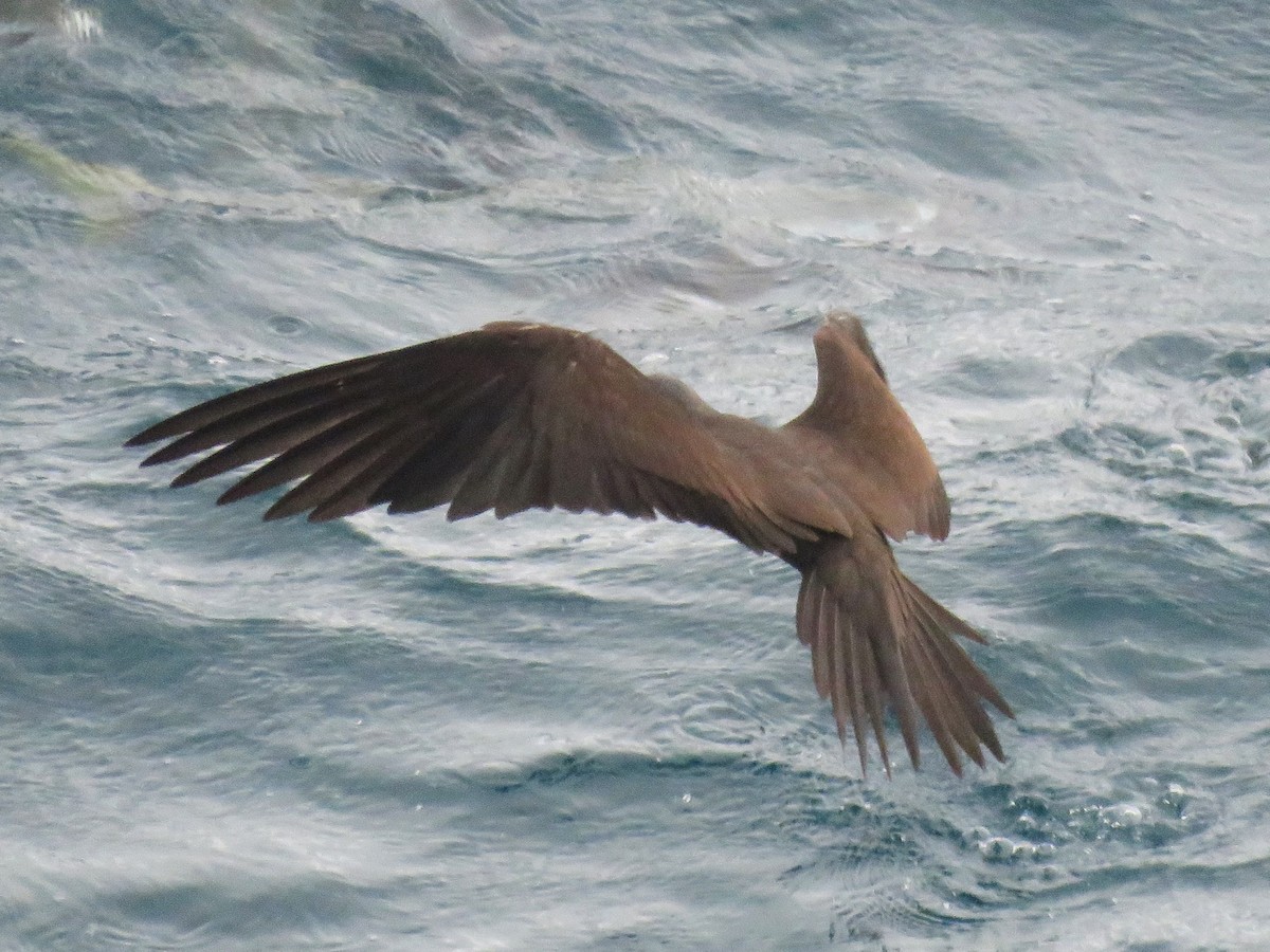 Brown Noddy - ML622581062