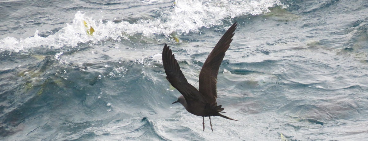 Brown Noddy - ML622581064