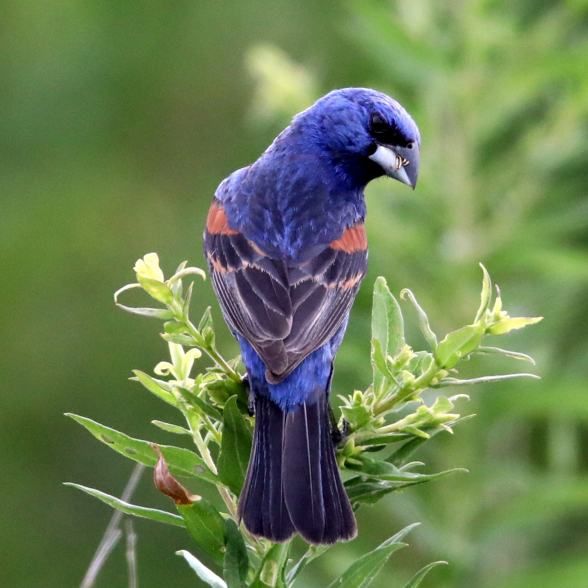 Blue Grosbeak - ML622581066