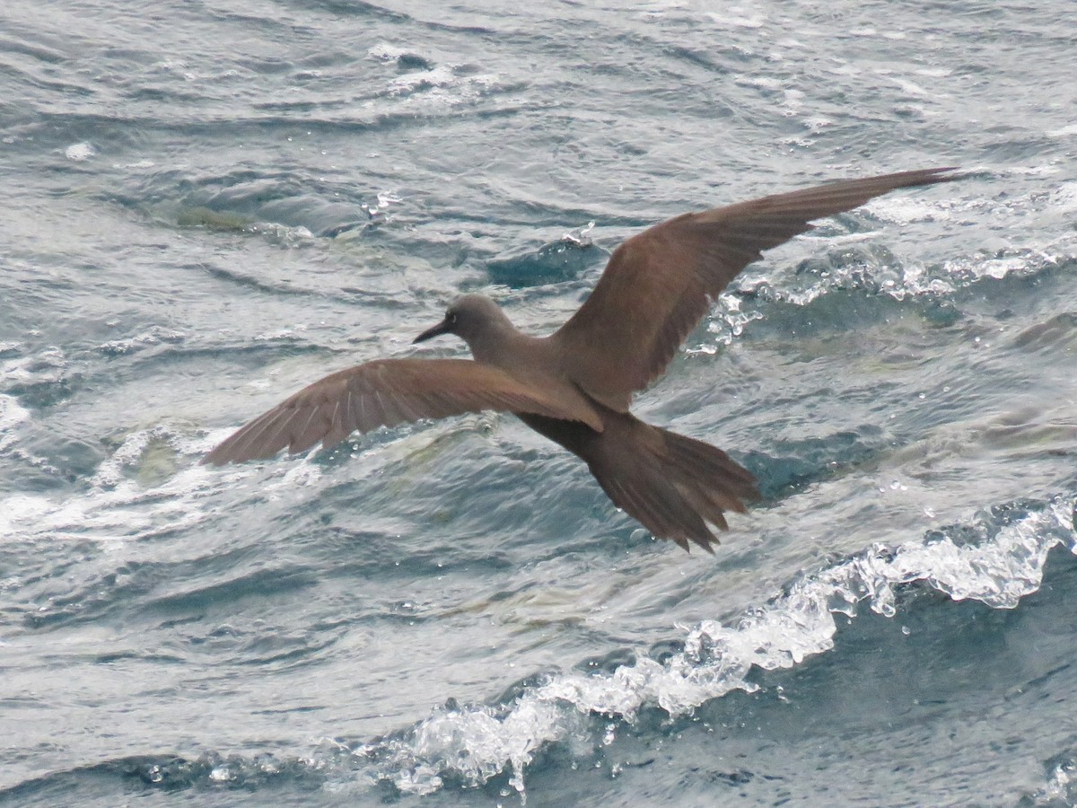 Brown Noddy - ML622581107