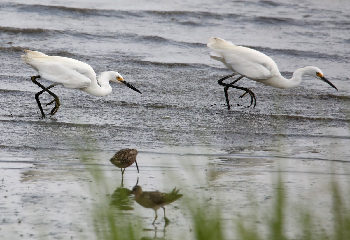 Snowy Egret - ML622581110