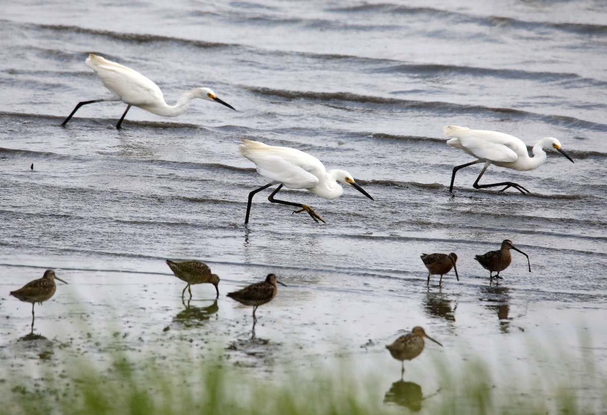 Snowy Egret - ML622581112