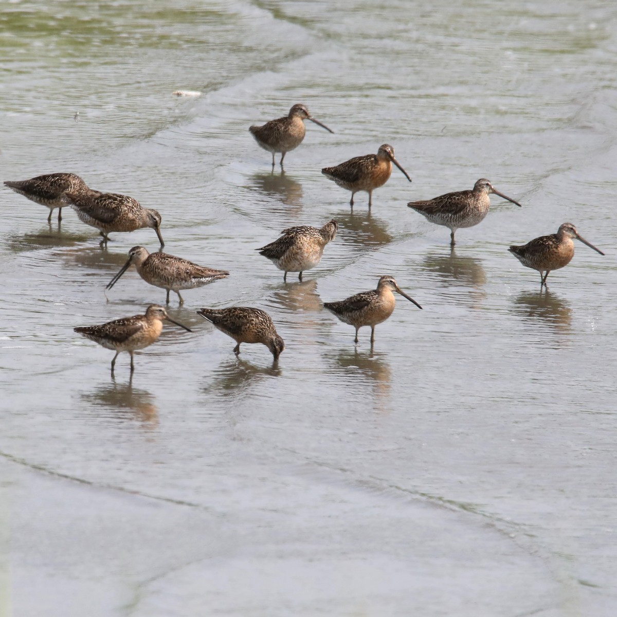 Short-billed Dowitcher - ML622581161