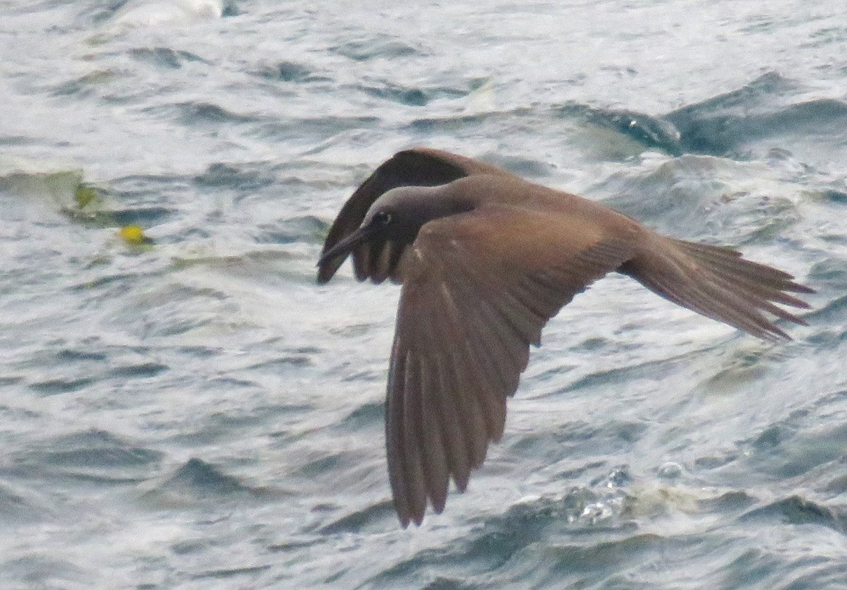 Brown Noddy - ML622581190