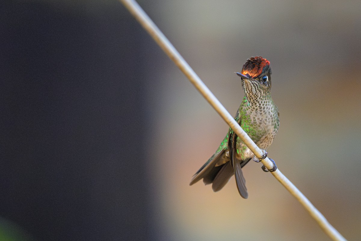 Green-backed Firecrown - ML622581206