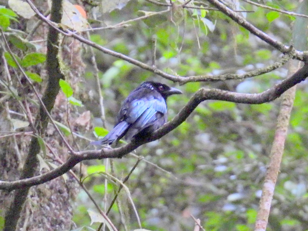 Hair-crested Drongo (Bornean) - ML622581207