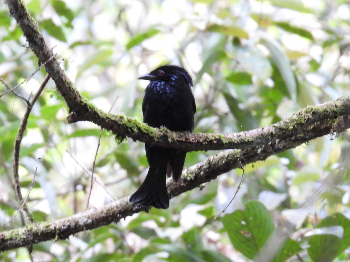 Hair-crested Drongo (Bornean) - ML622581208