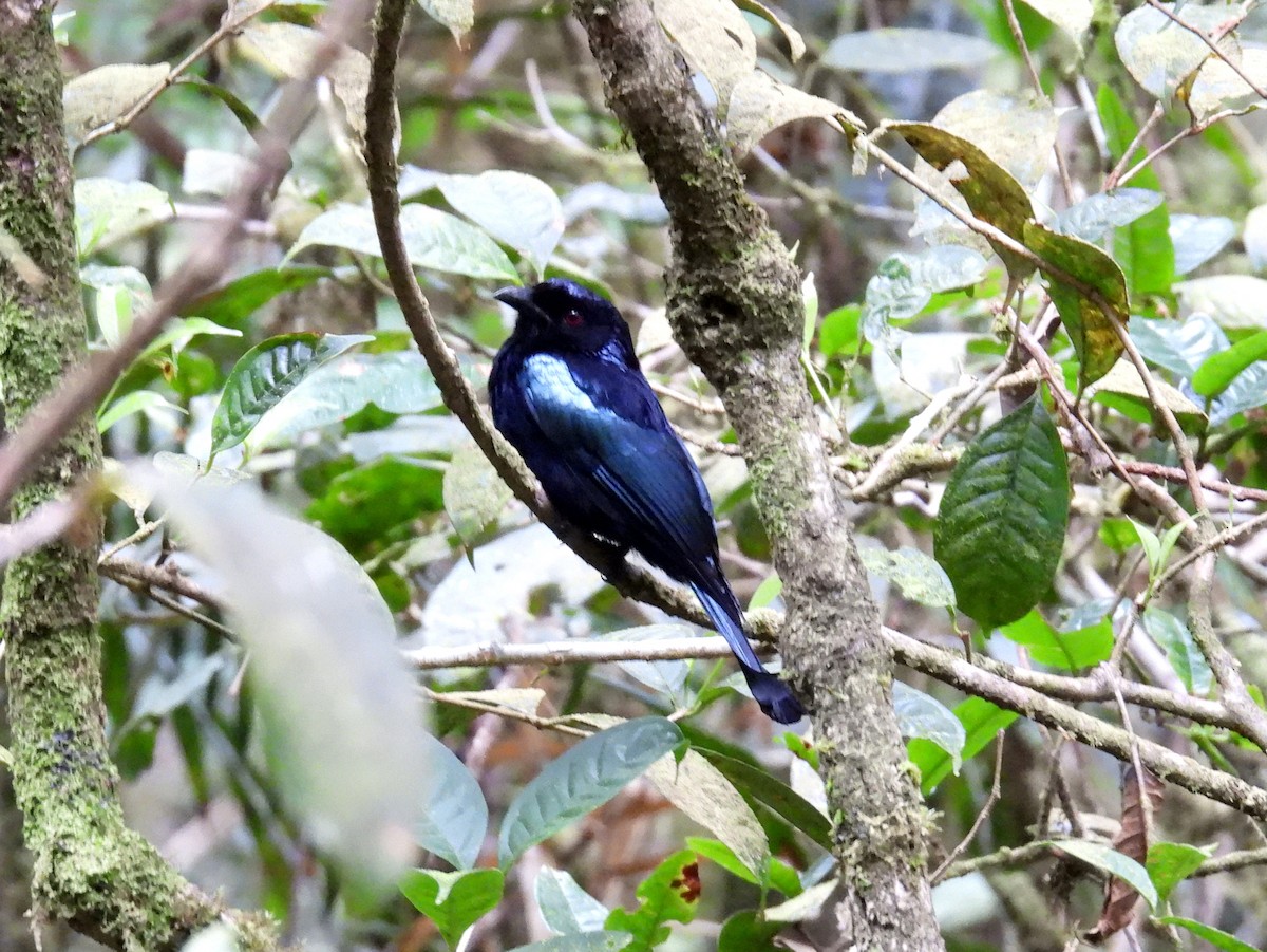 Hair-crested Drongo (Bornean) - bob butler