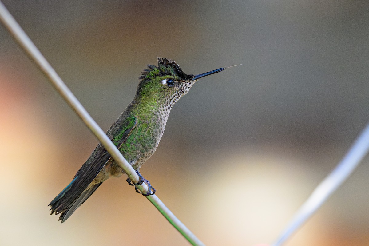 Green-backed Firecrown - ML622581215