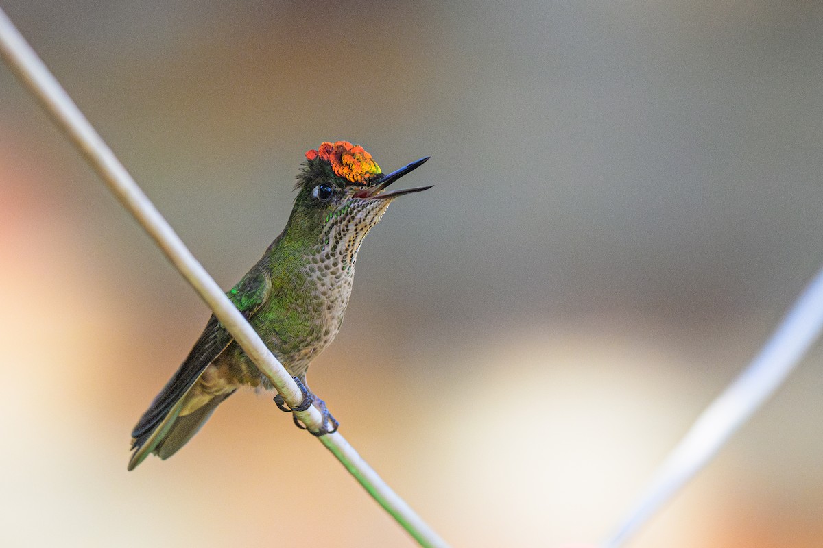 Green-backed Firecrown - ML622581219