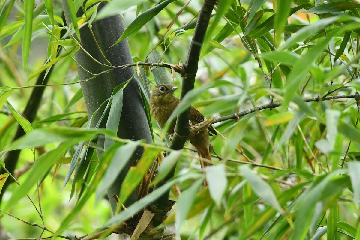 Montane Foliage-gleaner - ML622581234