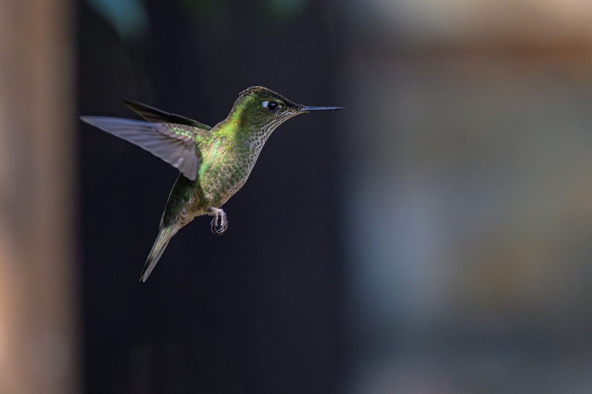 Green-backed Firecrown - ML622581237