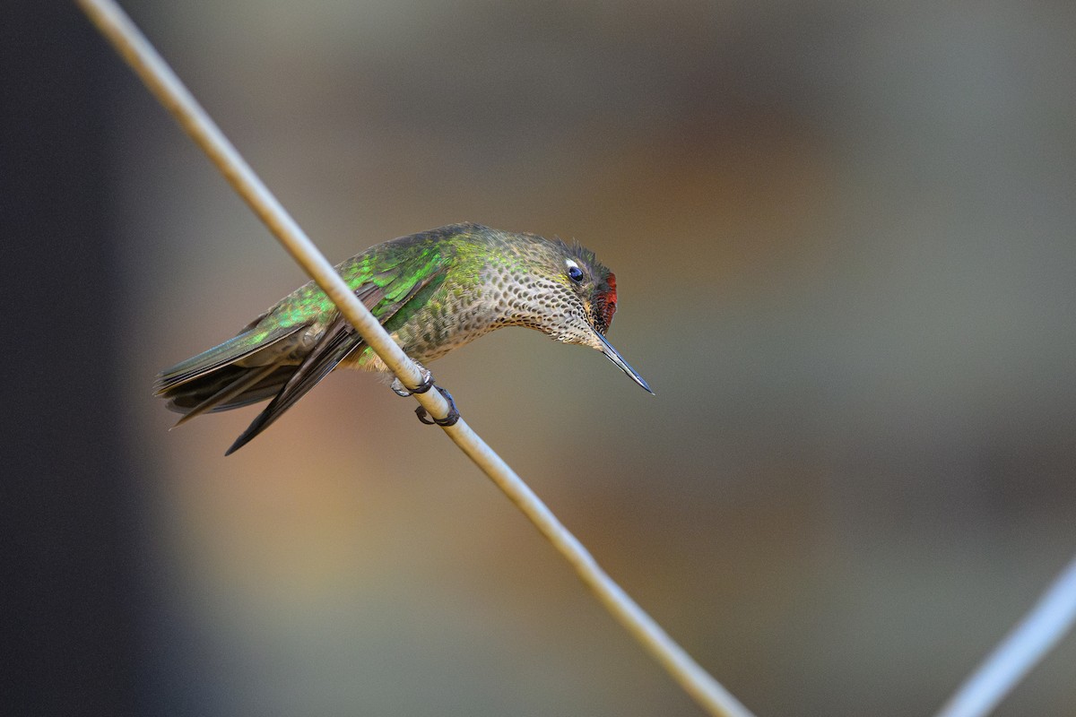 Green-backed Firecrown - ML622581243