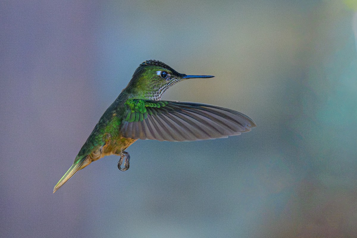 Green-backed Firecrown - ML622581245