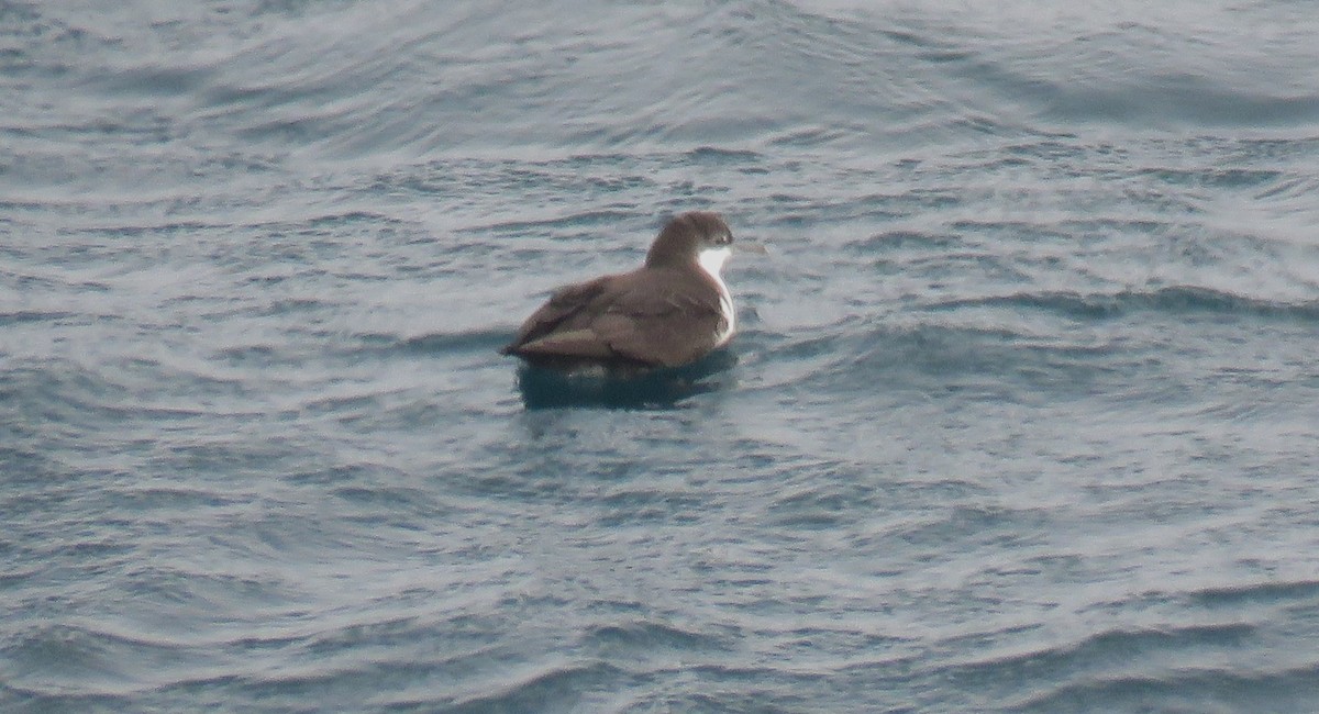 Galapagos Shearwater - ML622581247