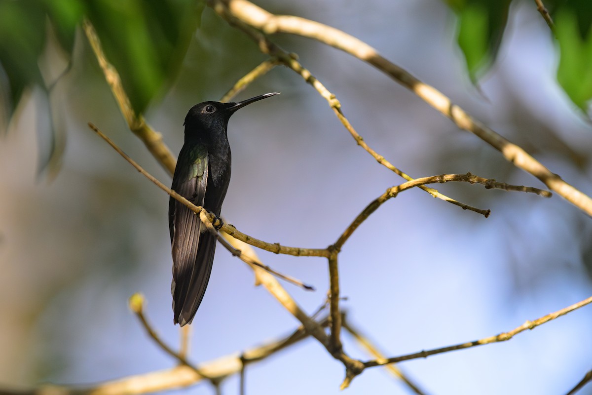 Black Jacobin - ML622581249