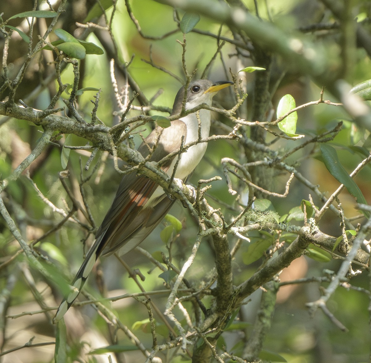 Cuclillo Piquigualdo - ML622581308