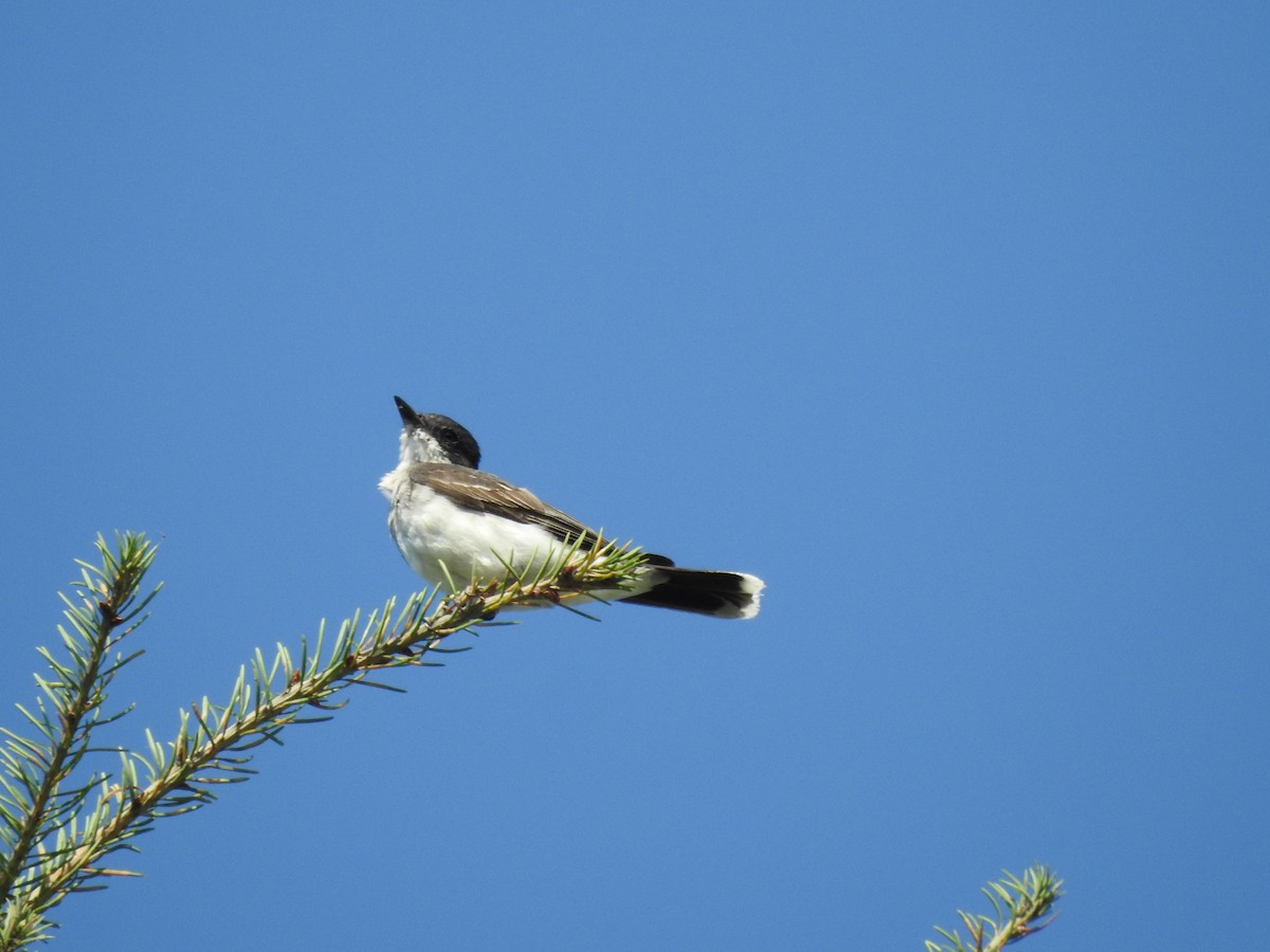 Eastern Kingbird - ML622581320