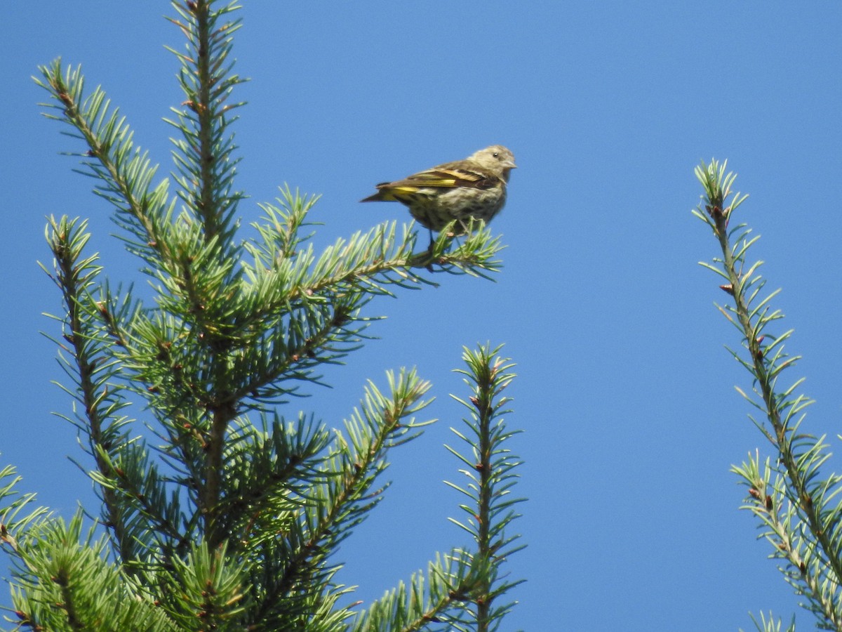 Pine Siskin - ML622581327