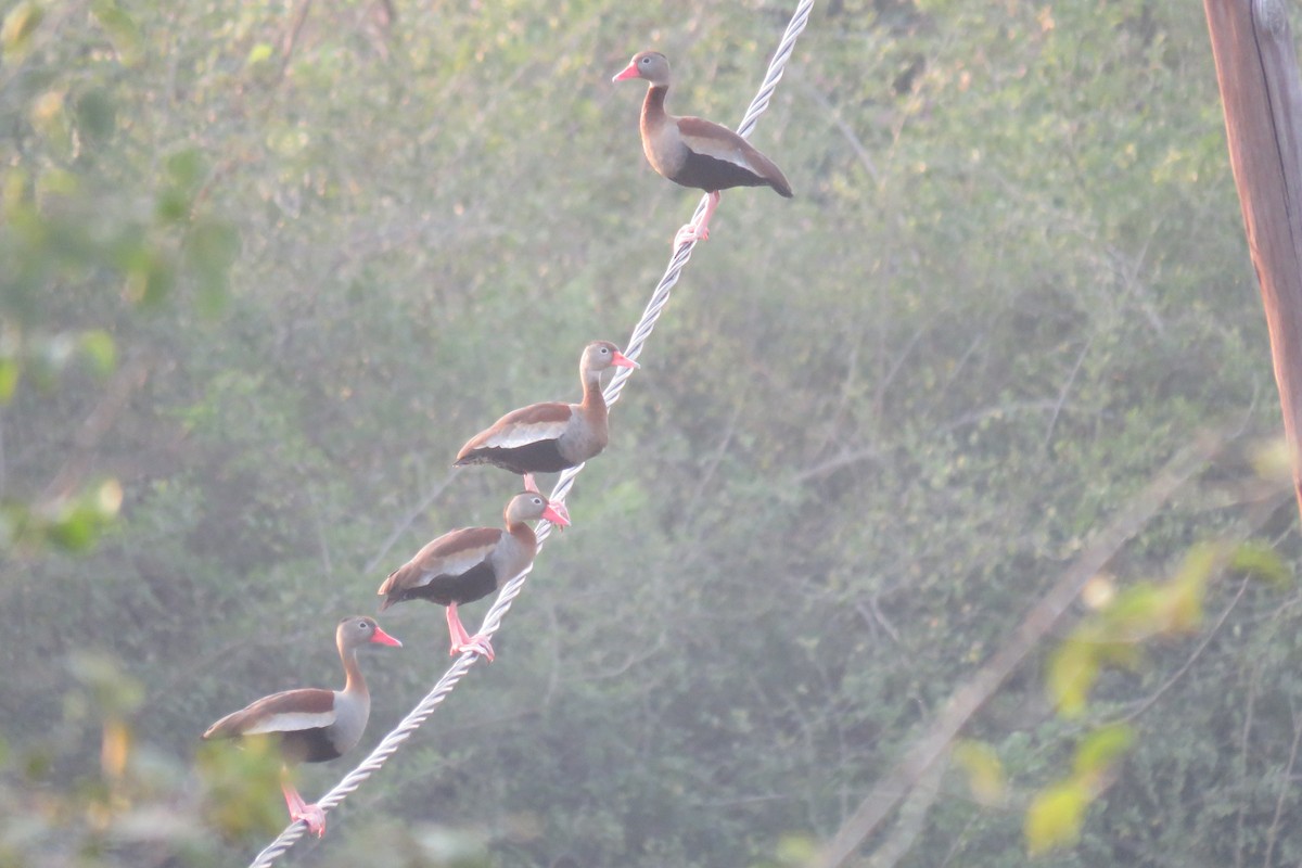 Black-bellied Whistling-Duck - ML622581333