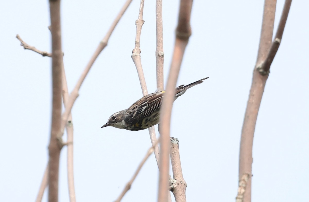 Yellow-rumped Warbler - ML622581371