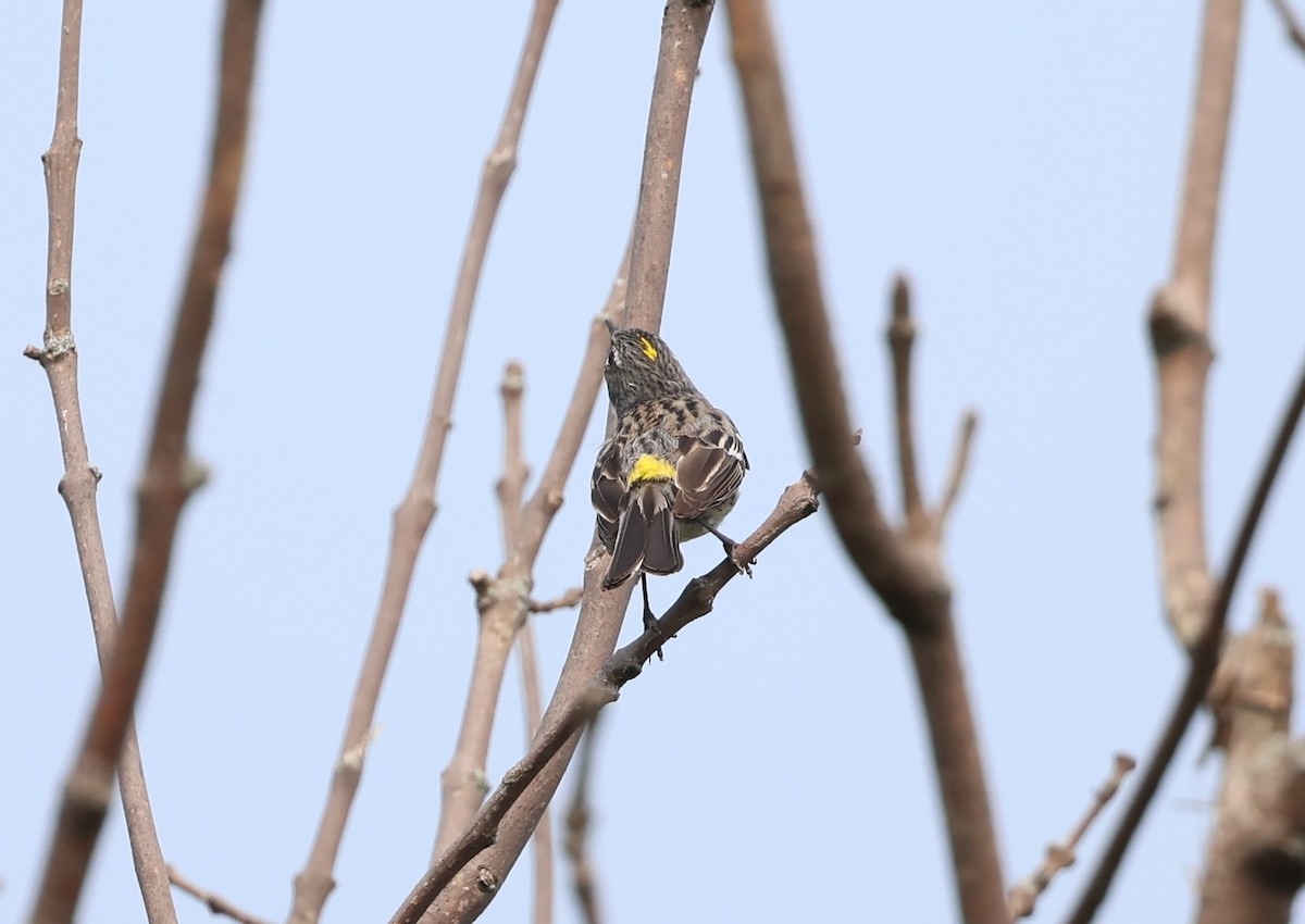 Yellow-rumped Warbler - ML622581372