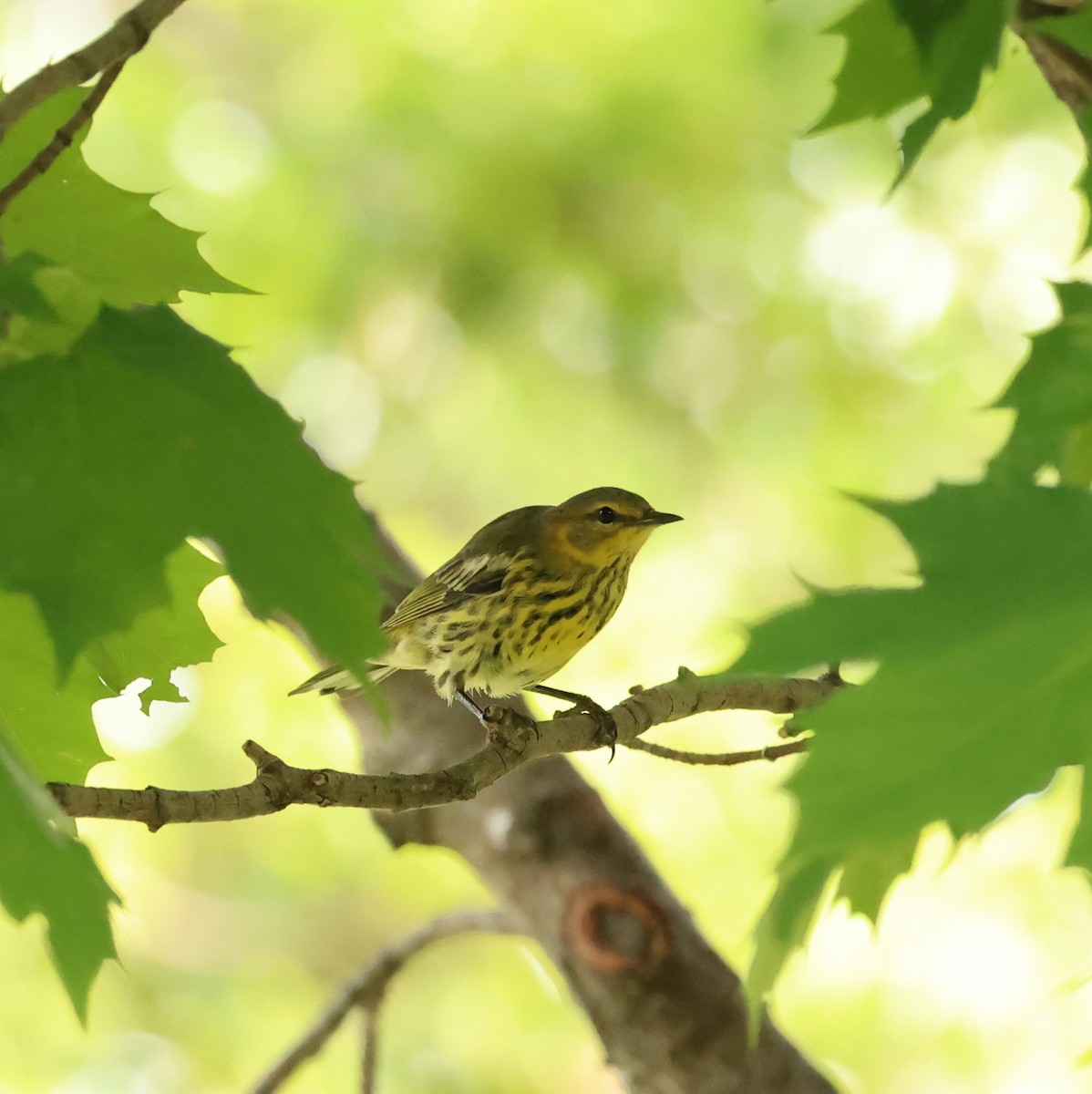 Cape May Warbler - ML622581375