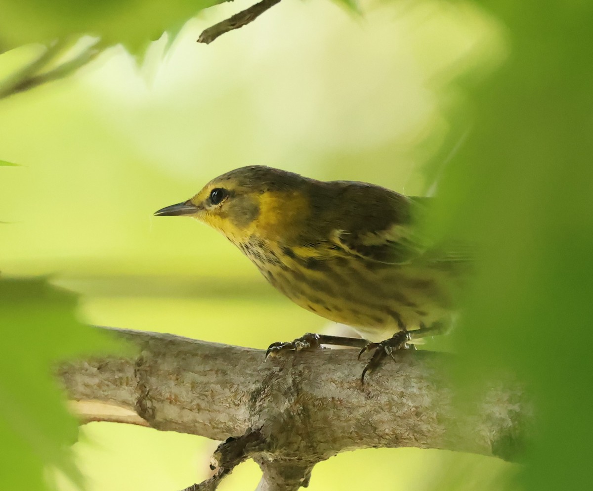 Cape May Warbler - ML622581376