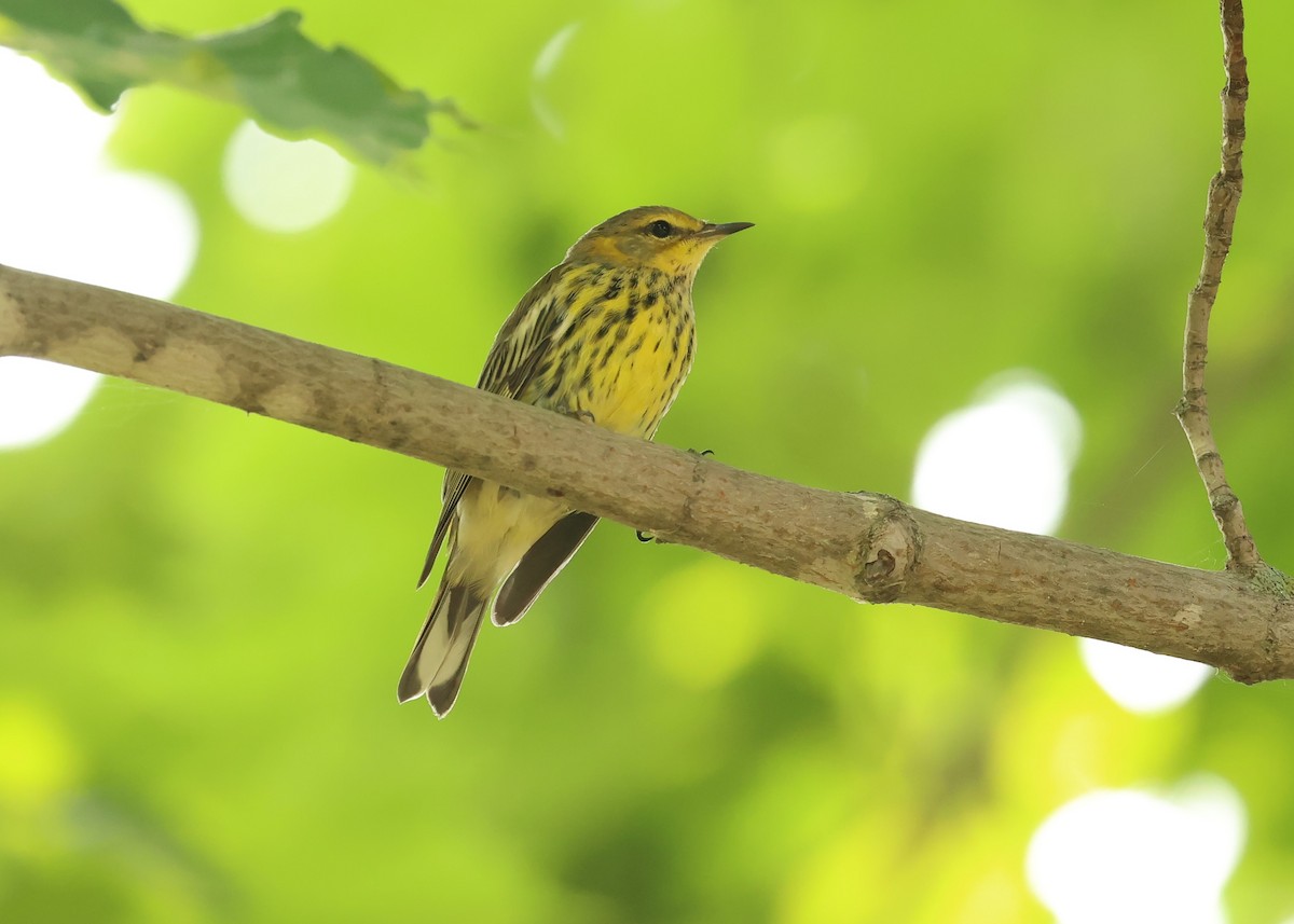 Cape May Warbler - ML622581377