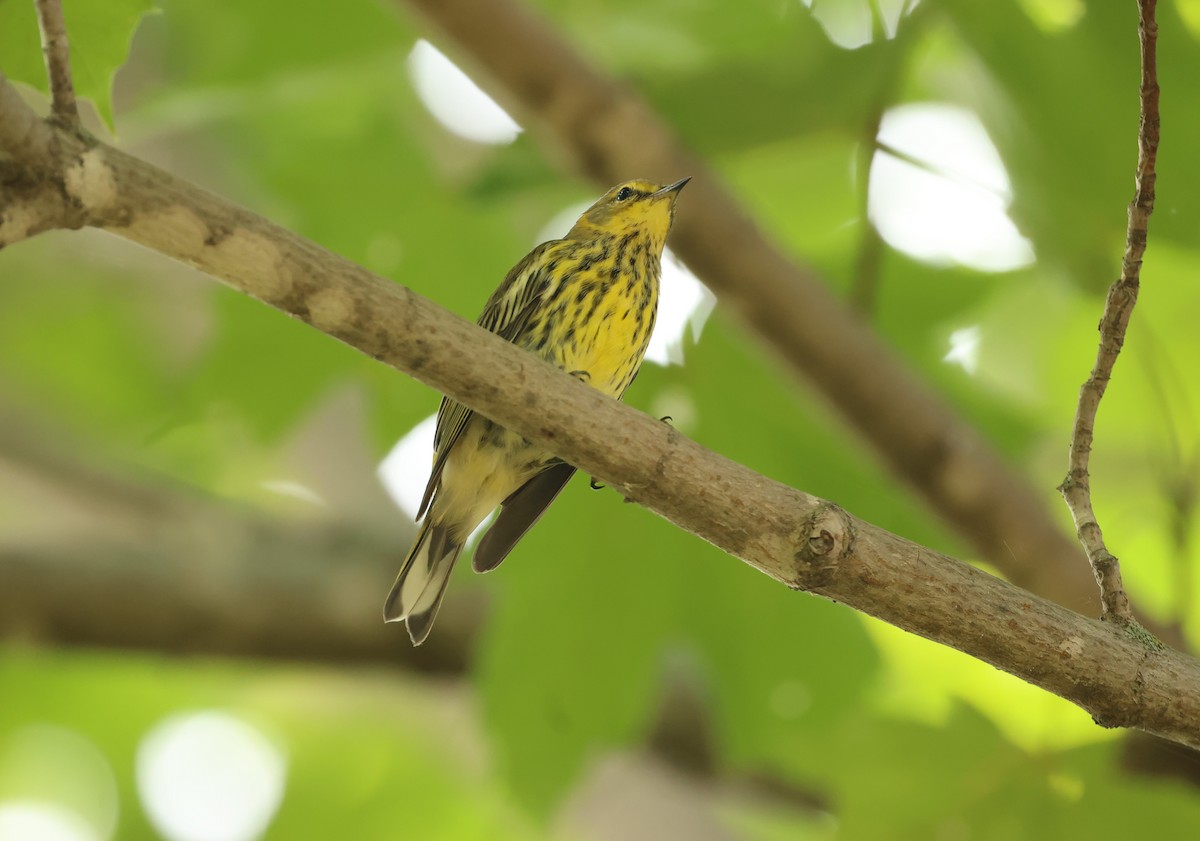 Cape May Warbler - ML622581378