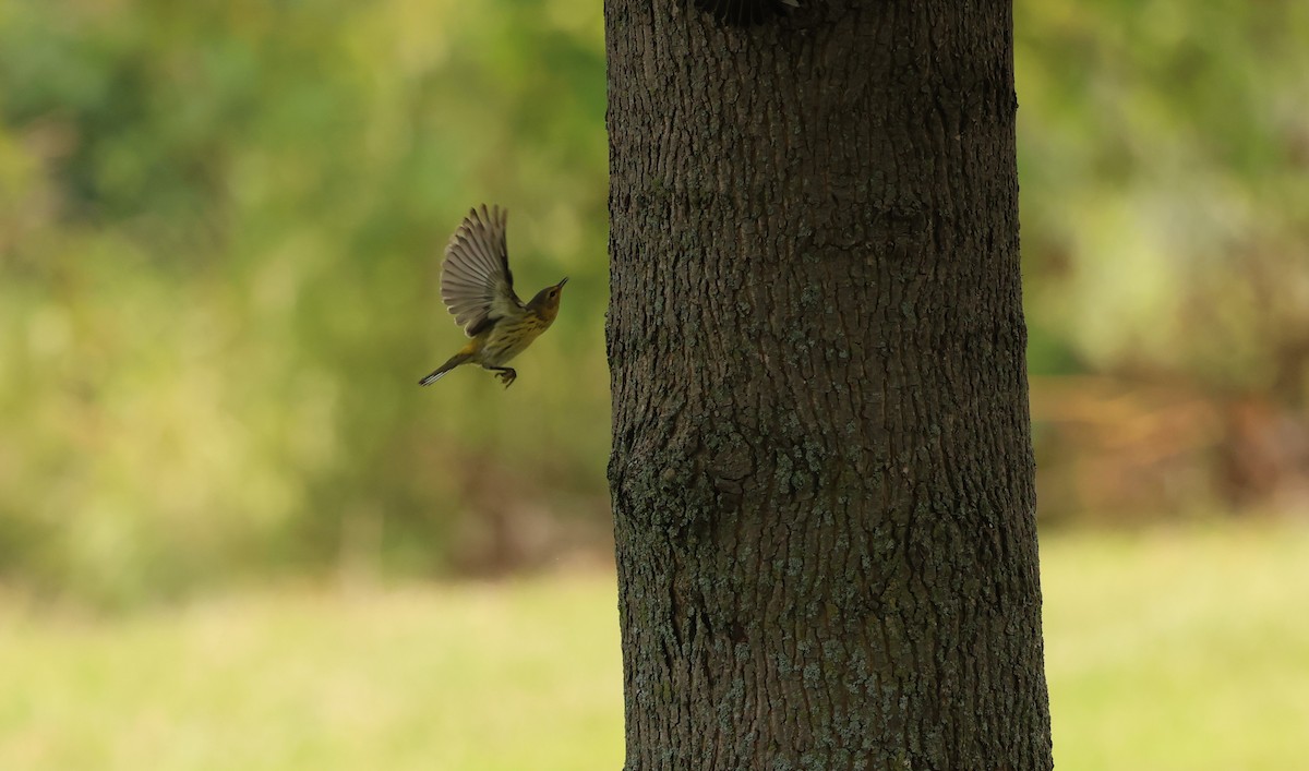 Cape May Warbler - ML622581379