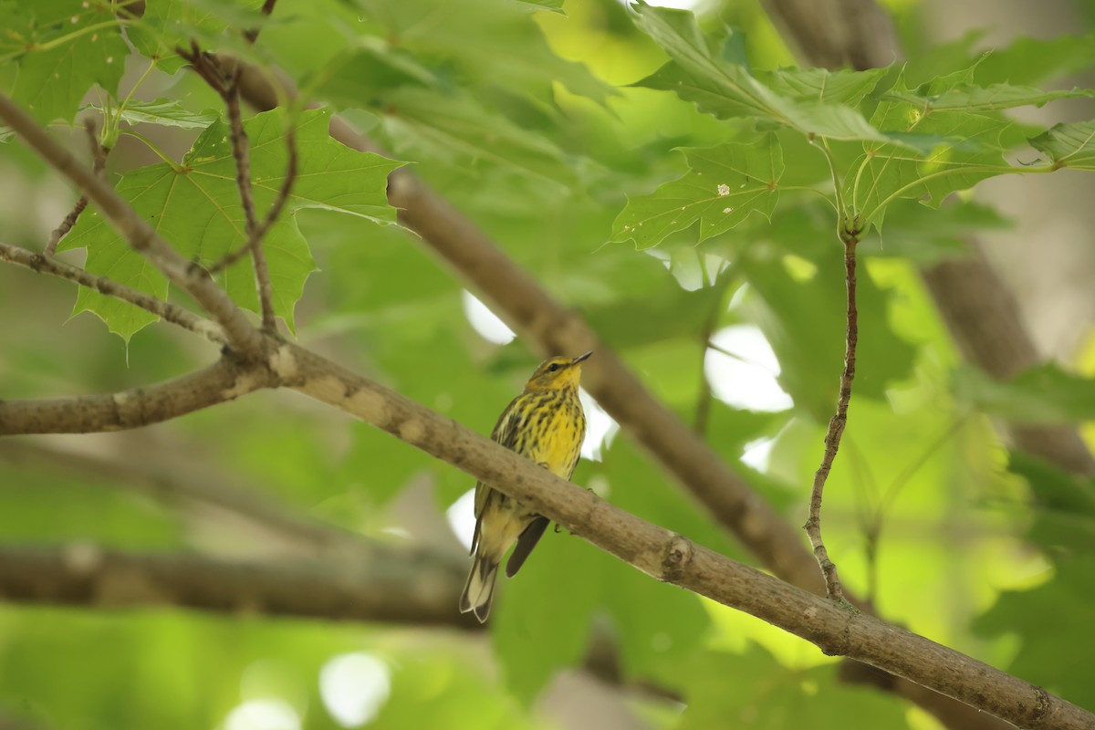 Cape May Warbler - ML622581380