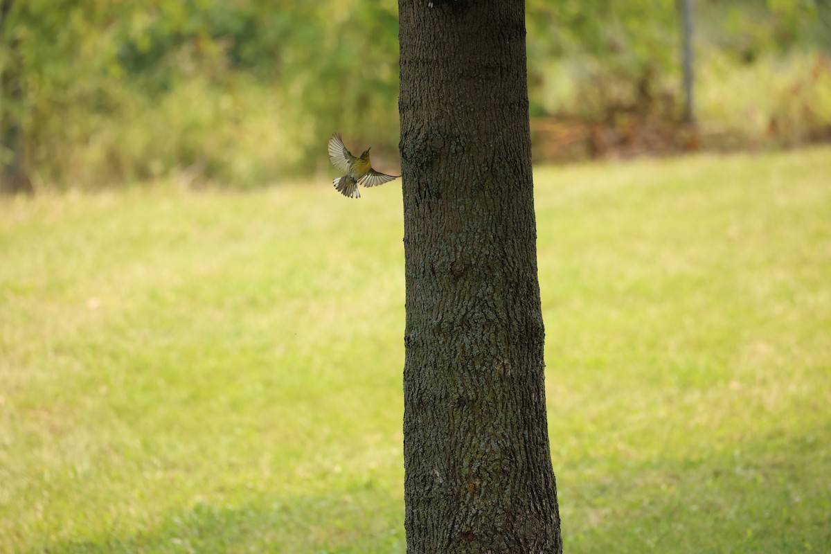 Cape May Warbler - ML622581381