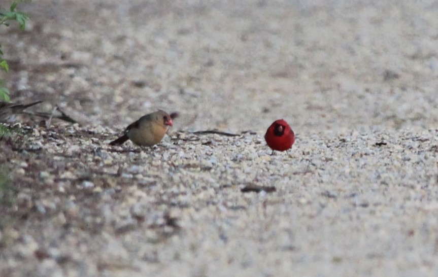 Northern Cardinal - ML622581407