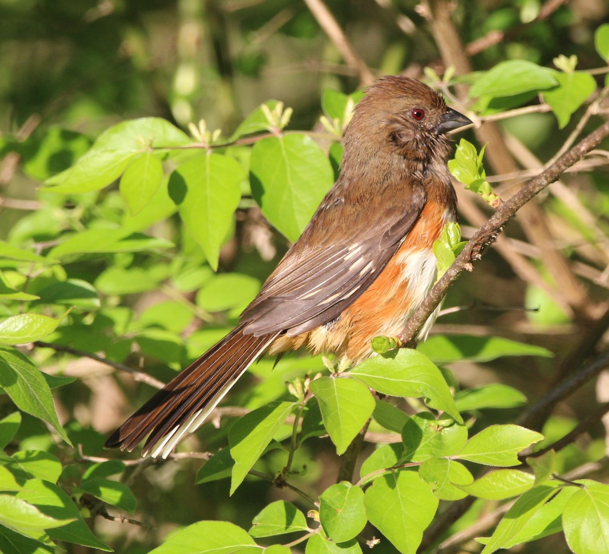 Eastern Towhee - ML622581410