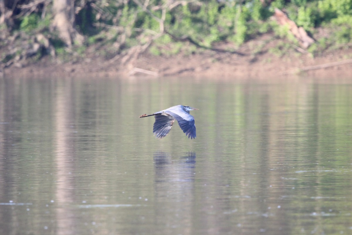 Great Blue Heron - ML622581429