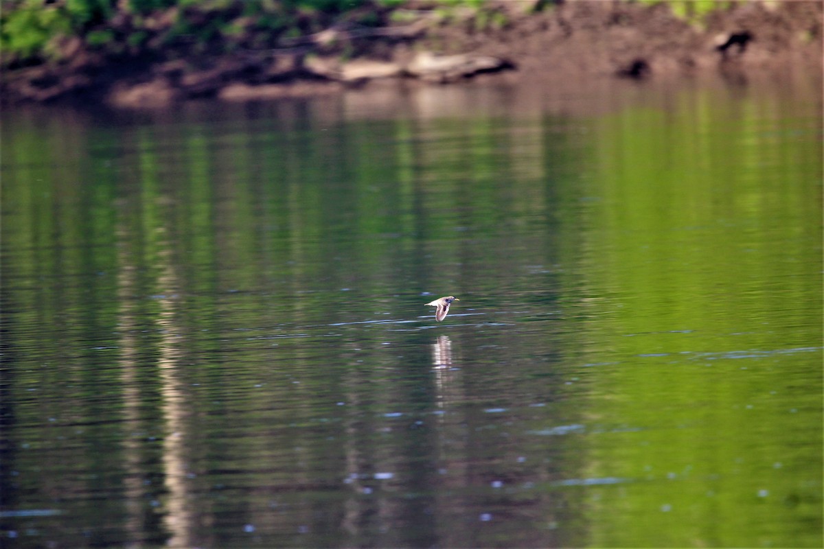 Spotted Sandpiper - ML622581451