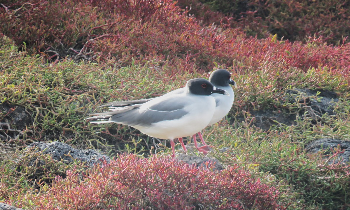 Swallow-tailed Gull - Michel Turcot