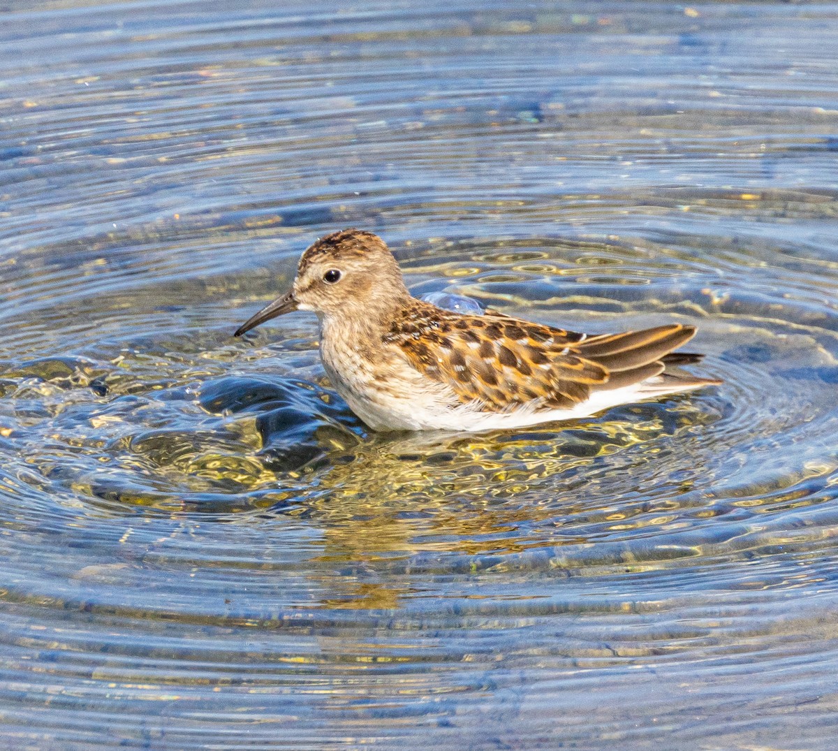 Least Sandpiper - Ben  Valdez