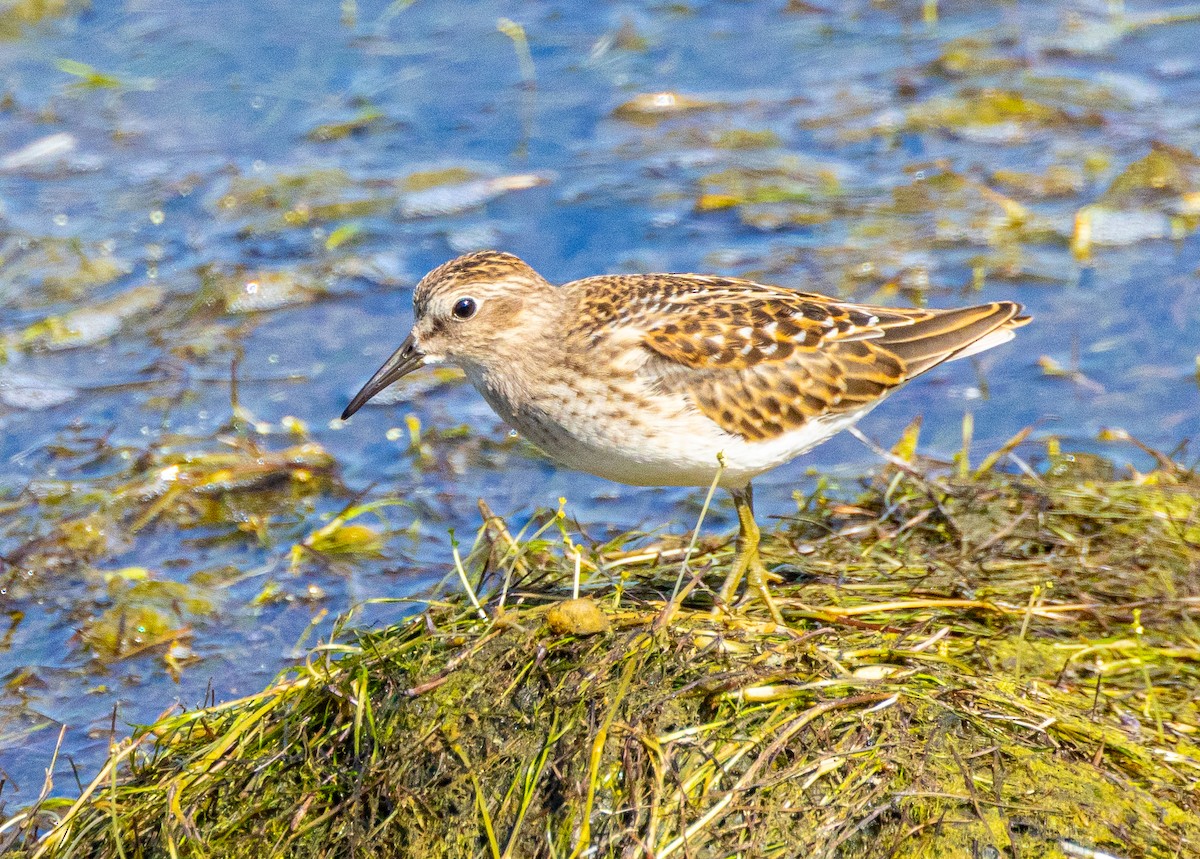 Least Sandpiper - ML622581485