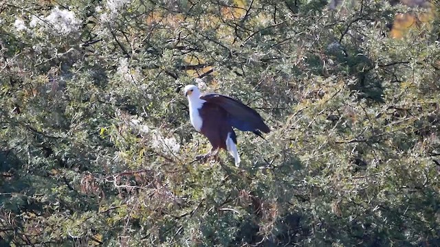 African Fish-Eagle - ML622581533