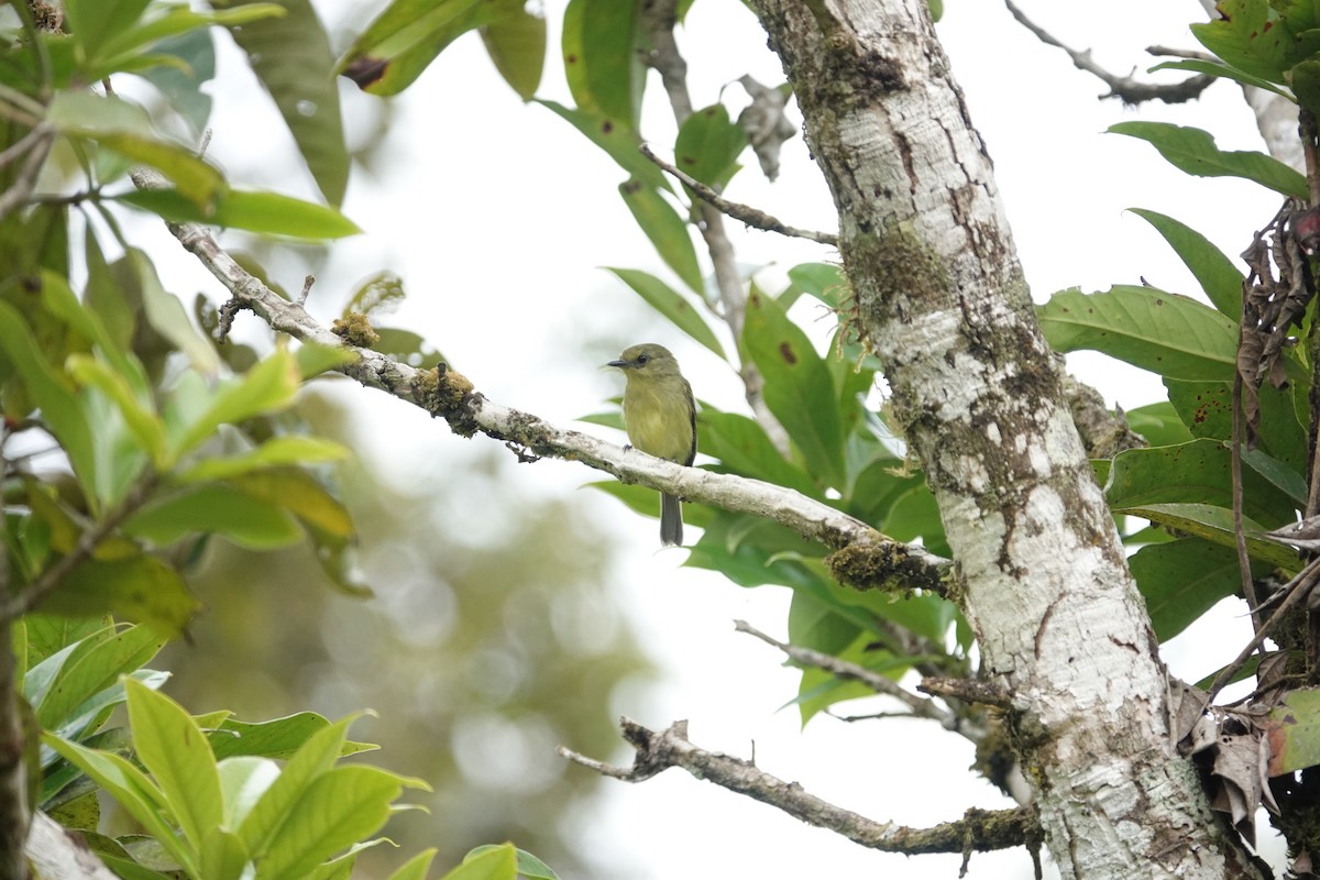 Olive-faced Flatbill - ML622581609