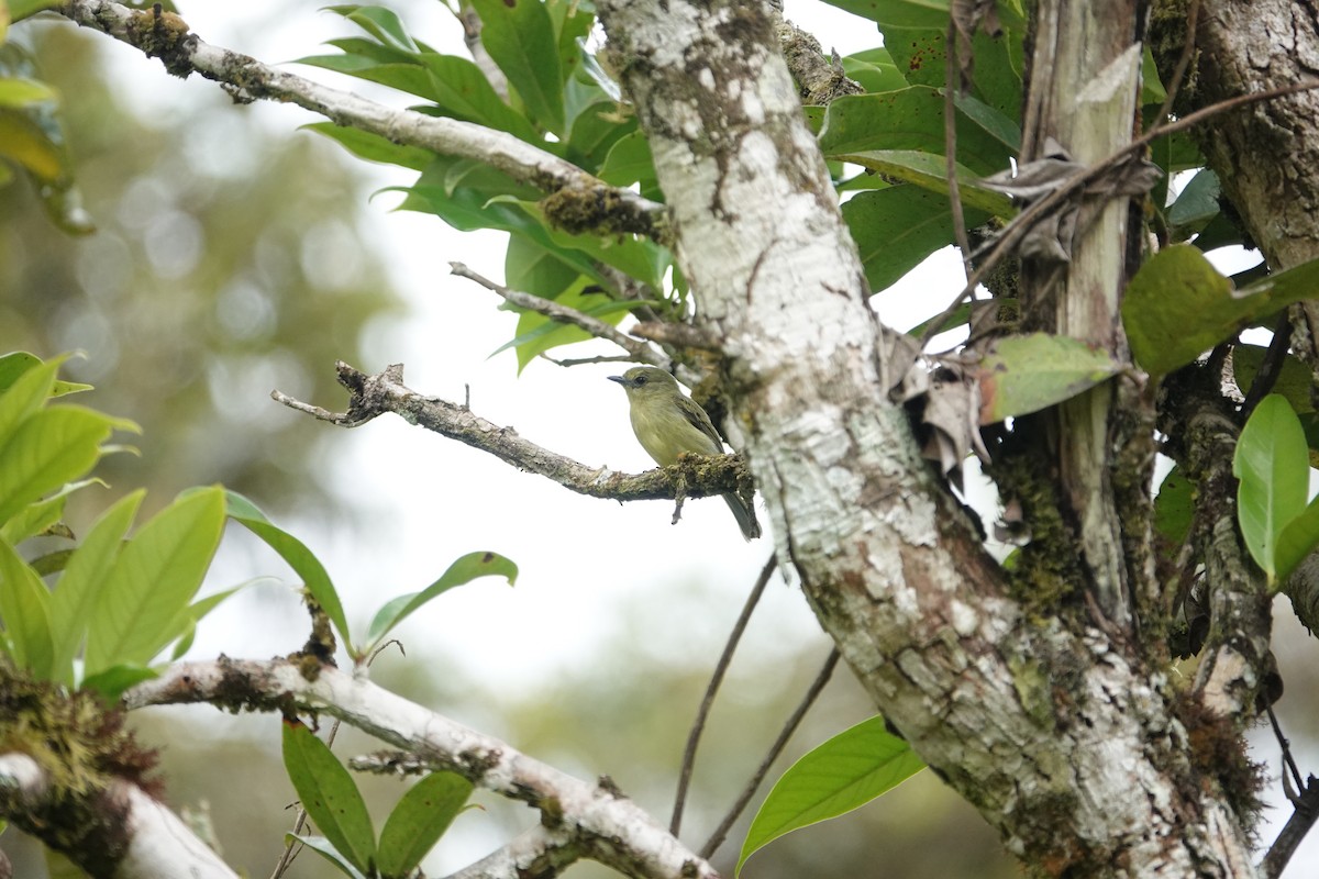 Olive-faced Flatbill - ML622581610