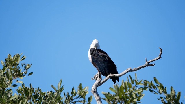 Schreiseeadler - ML622581650